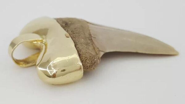 Natural Shark Tooth Slider Pendant Capped in 14K Yellow Gold 17.4 Grams 45mm