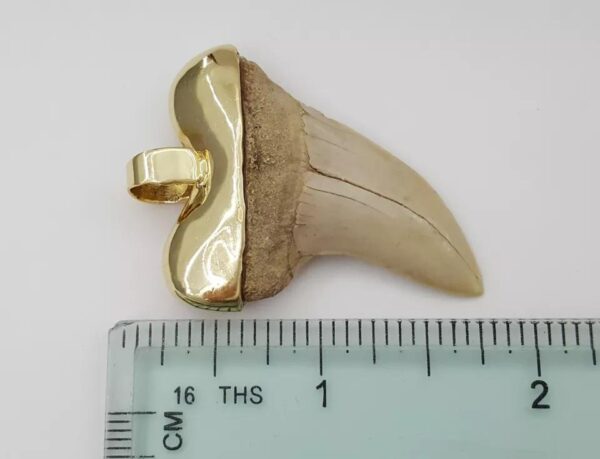 Natural Shark Tooth Slider Pendant Capped in 14K Yellow Gold 17.4 Grams 45mm