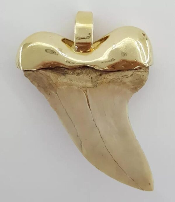 Natural Shark Tooth Slider Pendant Capped in 14K Yellow Gold 17.4 Grams 45mm