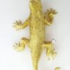 Vintage Yellow Gold Diamond & Ruby Eyes Lizard Brooch Pin 18K 18.3 grams 57.5mm